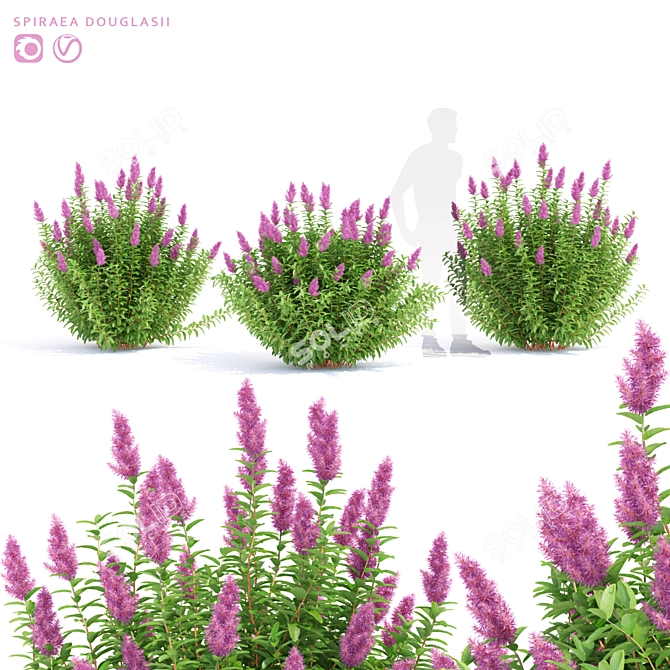 Douglas Spirea Bushes | Spiraea douglasii 3D model image 1