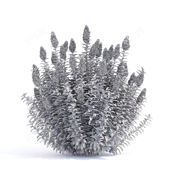 Douglas Spirea Bushes | Spiraea douglasii 3D model image 3