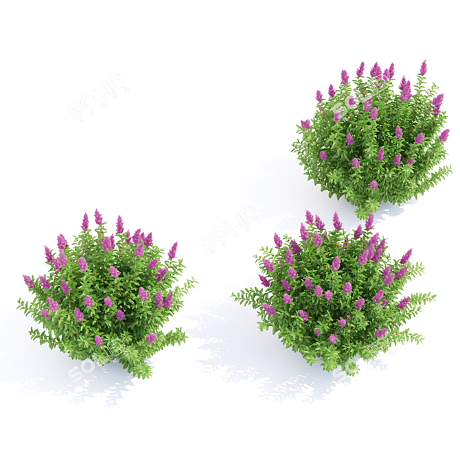 Douglas Spirea Bushes | Spiraea douglasii 3D model image 4