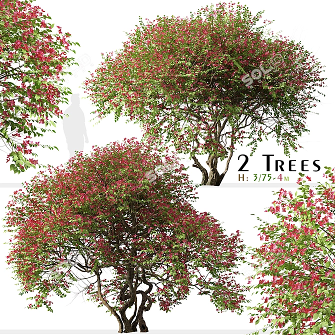 Santa Rita Bougainvillea: Set of 2 Spectabilis Trees 3D model image 1