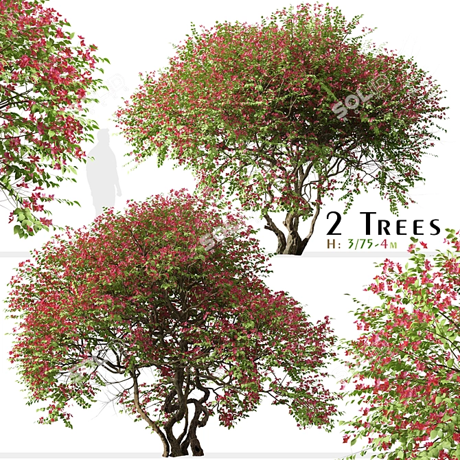 Santa Rita Bougainvillea: Set of 2 Spectabilis Trees 3D model image 2