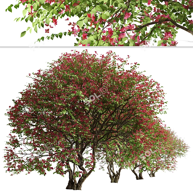 Santa Rita Bougainvillea: Set of 2 Spectabilis Trees 3D model image 4