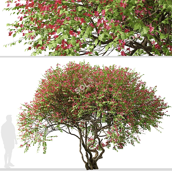Santa Rita Bougainvillea: Set of 2 Spectabilis Trees 3D model image 6