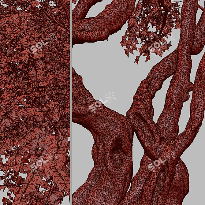 Santa Rita Bougainvillea: Set of 2 Spectabilis Trees 3D model image 7