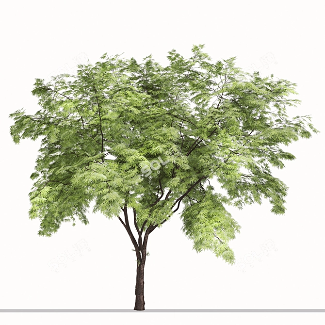 Exquisite Japanese Maple Duo 3D model image 2