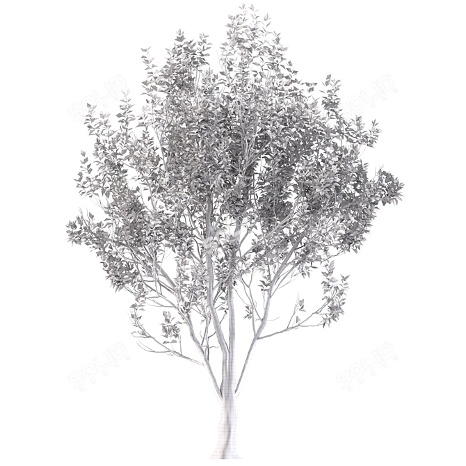 Exquisite Paulownia Tomentosa Timber 3D model image 4