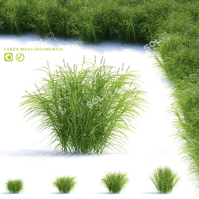 Sedge Palm-Leaved Grass | Carex Muskingumensis 3D model image 3