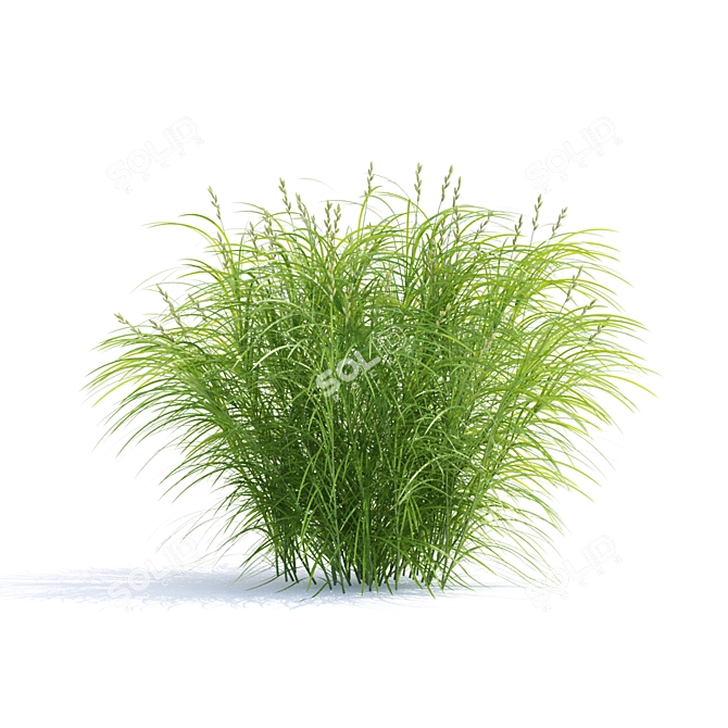 Sedge Palm-Leaved Grass | Carex Muskingumensis 3D model image 4