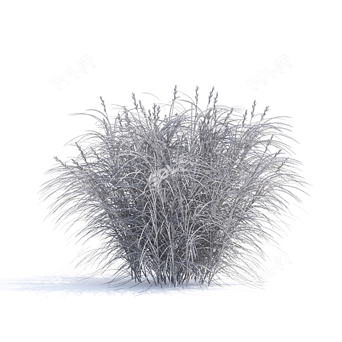 Sedge Palm-Leaved Grass | Carex Muskingumensis 3D model image 1