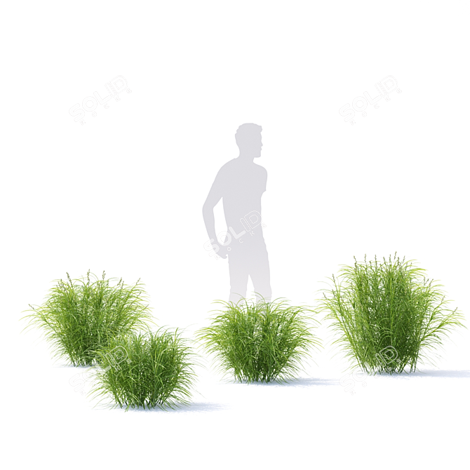 Sedge Palm-Leaved Grass | Carex Muskingumensis 3D model image 2