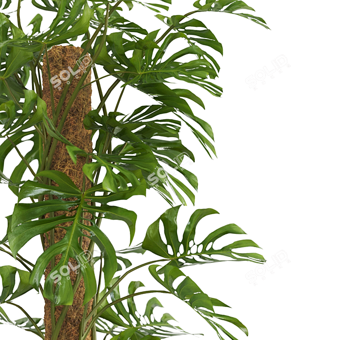 - Lush Monstera Plant: Indoor Greenery 3D model image 3