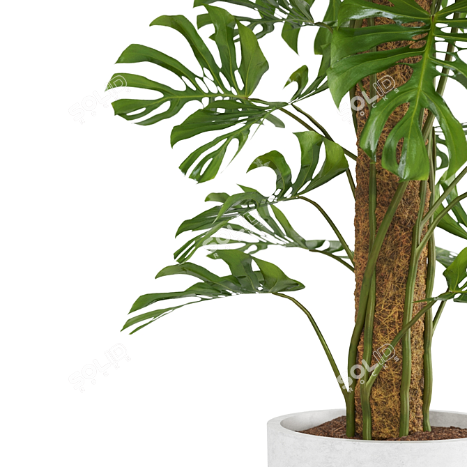 - Lush Monstera Plant: Indoor Greenery 3D model image 4