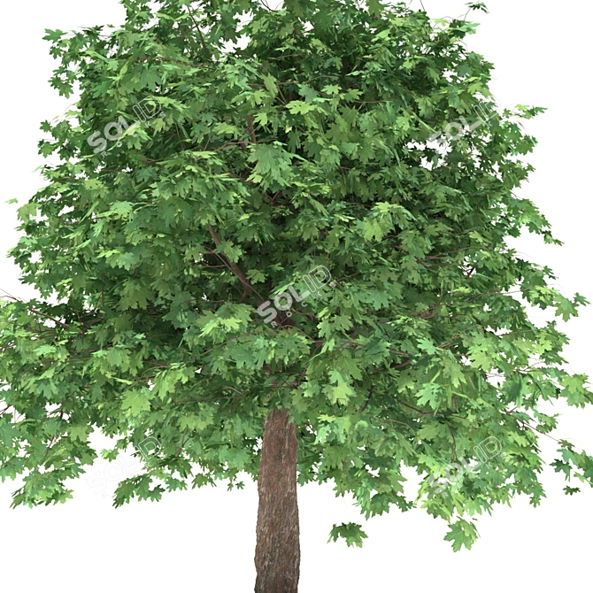 Curly Maple Wood, 239147 Polygons 3D model image 4