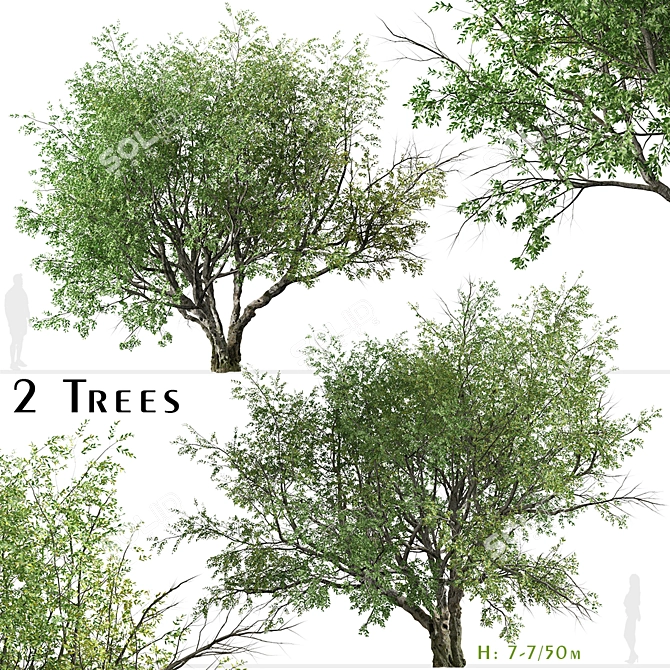 California Bay Laurel Trees (2-Pack): Coastal Beauty for Your Garden! 3D model image 1