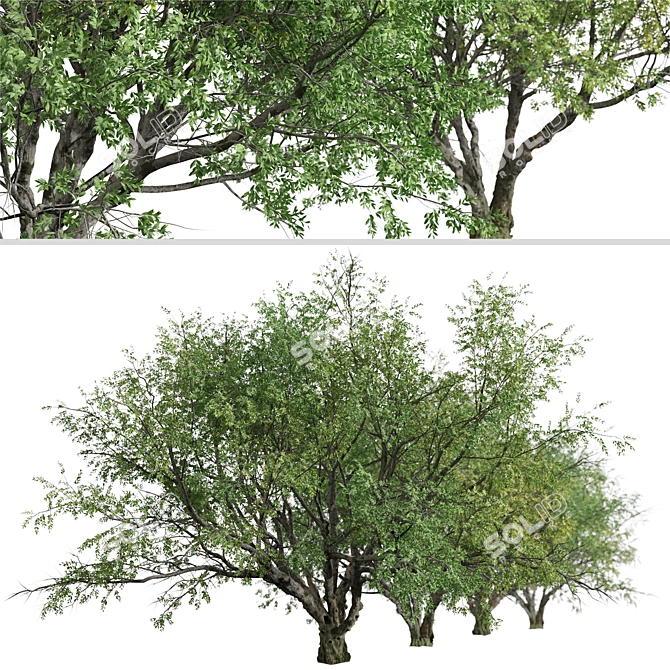 California Bay Laurel Trees (2-Pack): Coastal Beauty for Your Garden! 3D model image 6