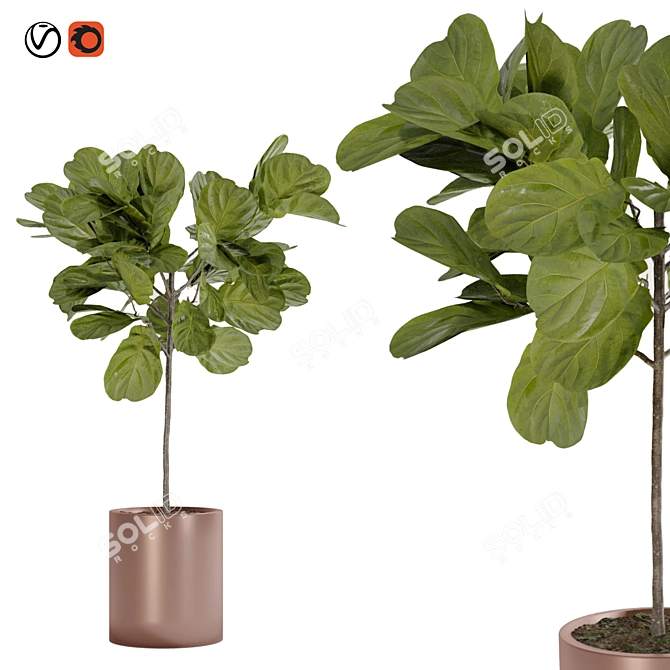 Modern Style Fiddle Fig Ficus Tree 3D model image 1