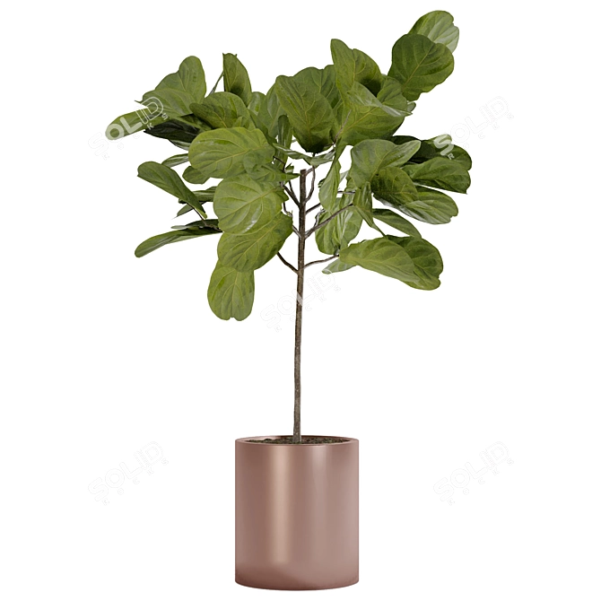 Modern Style Fiddle Fig Ficus Tree 3D model image 2