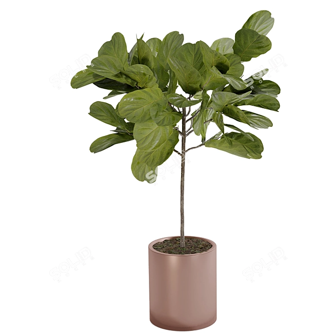 Modern Style Fiddle Fig Ficus Tree 3D model image 3