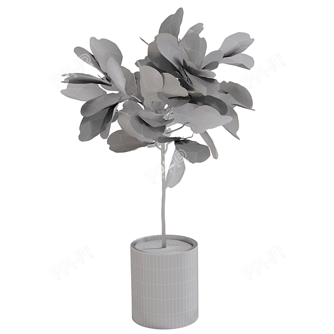 Modern Style Fiddle Fig Ficus Tree 3D model image 5