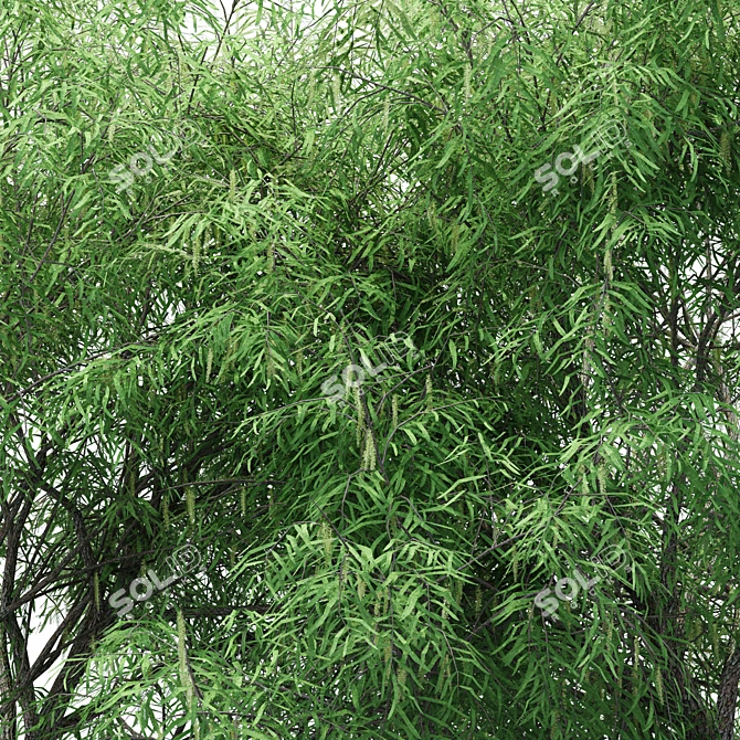 Dual Mesquite Blossoms: Nature-inspired 3D Models 3D model image 3