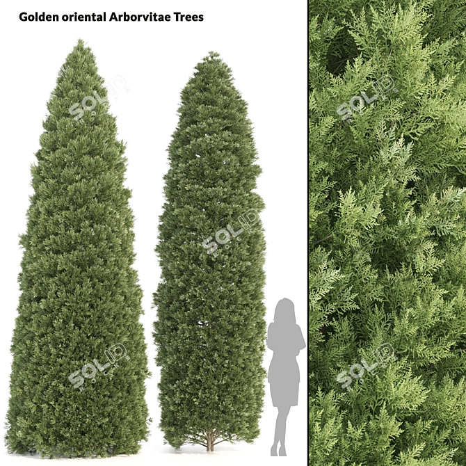  Pair of Majestic Golden Arborvitae Trees 3D model image 1