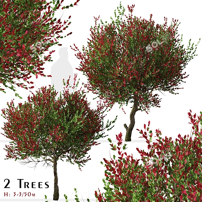 Colorful Photinia Fraseri Tree Set 3D model image 1