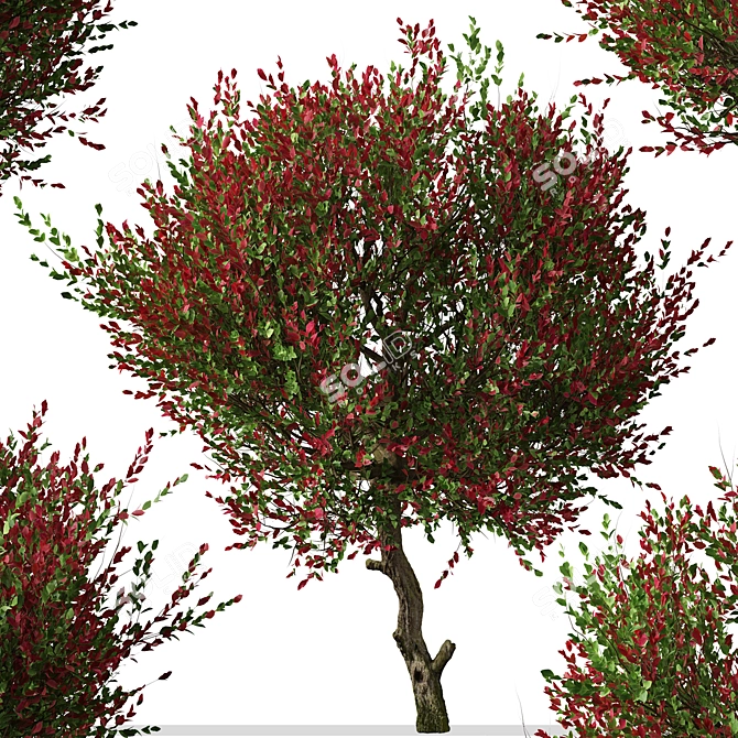 Colorful Photinia Fraseri Tree Set 3D model image 2
