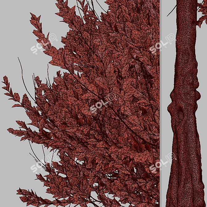 Colorful Photinia Fraseri Tree Set 3D model image 3