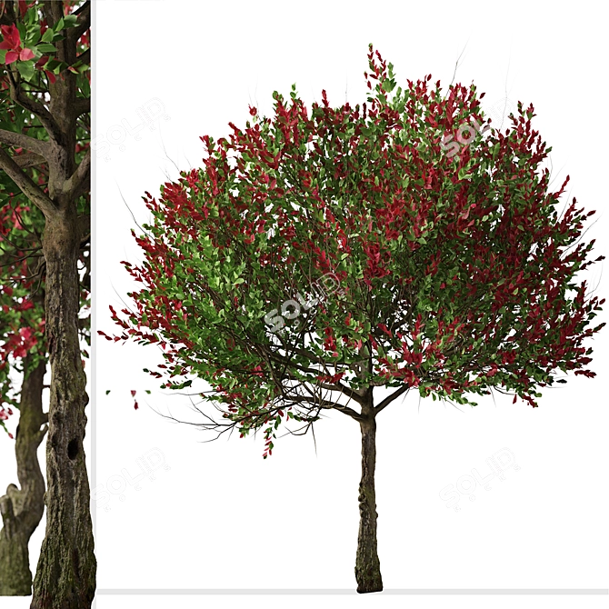 Colorful Photinia Fraseri Tree Set 3D model image 4