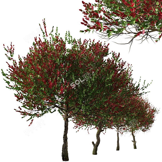 Colorful Photinia Fraseri Tree Set 3D model image 5