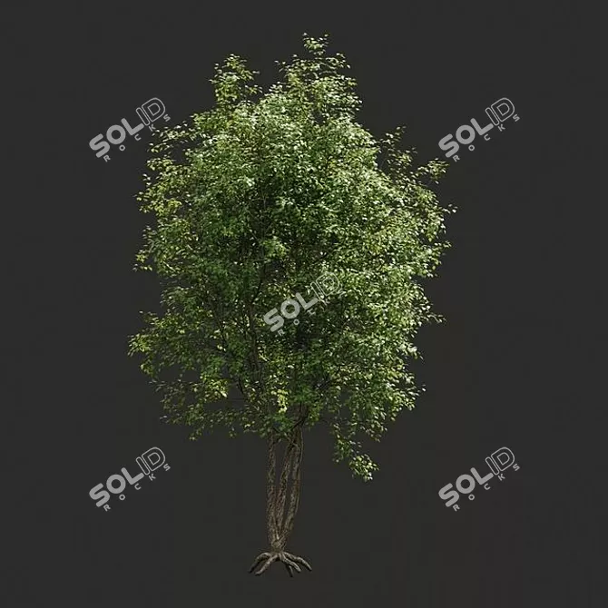 Evergreen Beauty: Stunning Trees 3D model image 1