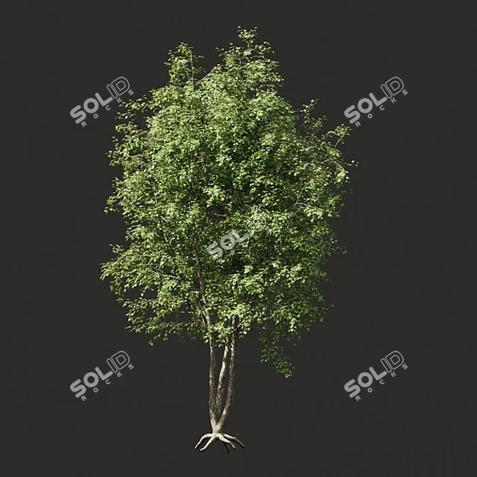 Evergreen Beauty: Stunning Trees 3D model image 3