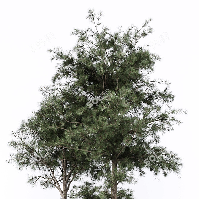 Lush Pine Tree: High-Quality 3D Model 3D model image 4