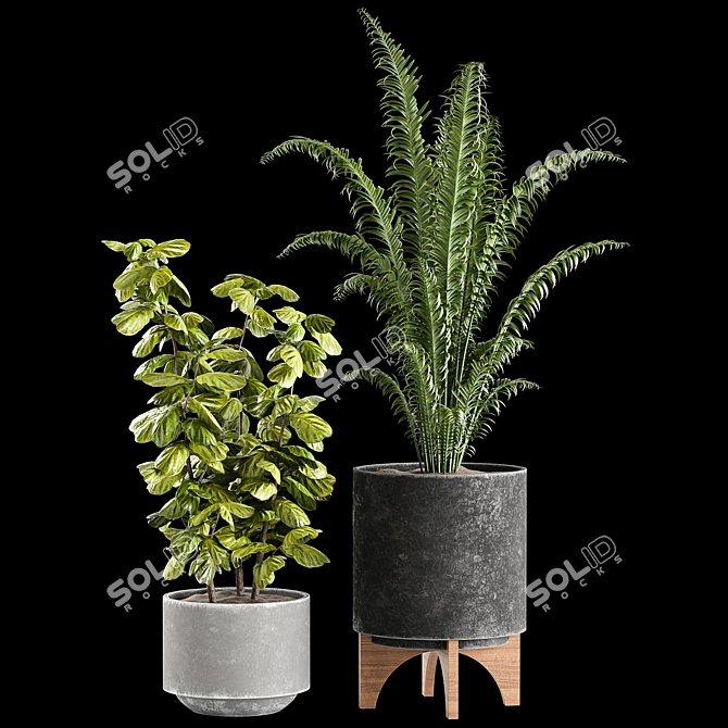 Indoor Plants Collection 3D model image 4