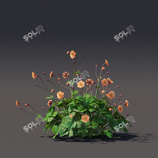 Chilean Mai Tai Flowers | Geum chiloense Collection 3D model image 2