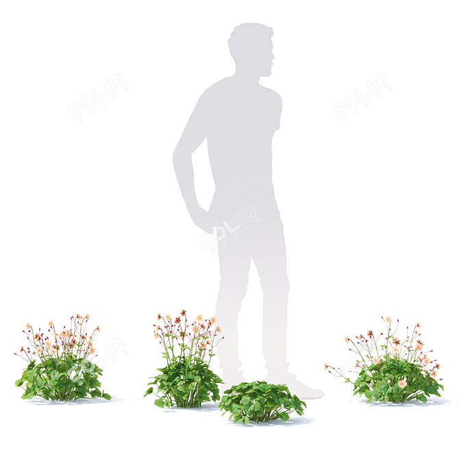 Chilean Mai Tai Flowers | Geum chiloense Collection 3D model image 5