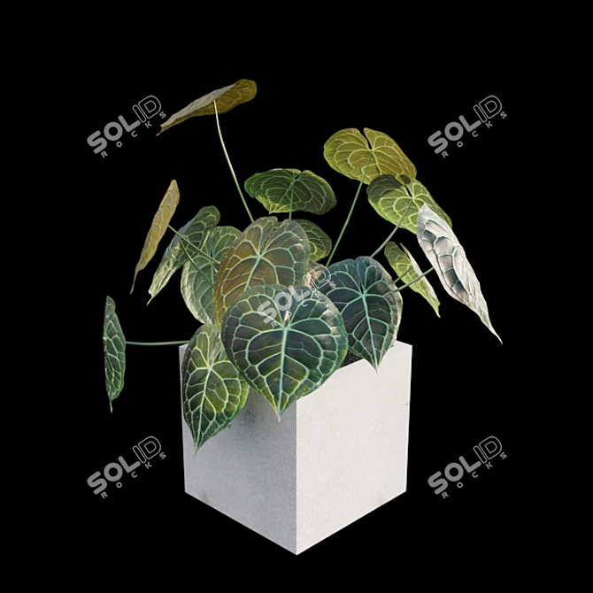 Exquisite Anthurium Clarinervium 3D model image 3