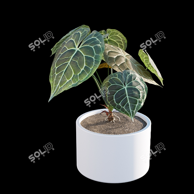 Exquisite Anthurium Clarinervium 3D model image 5