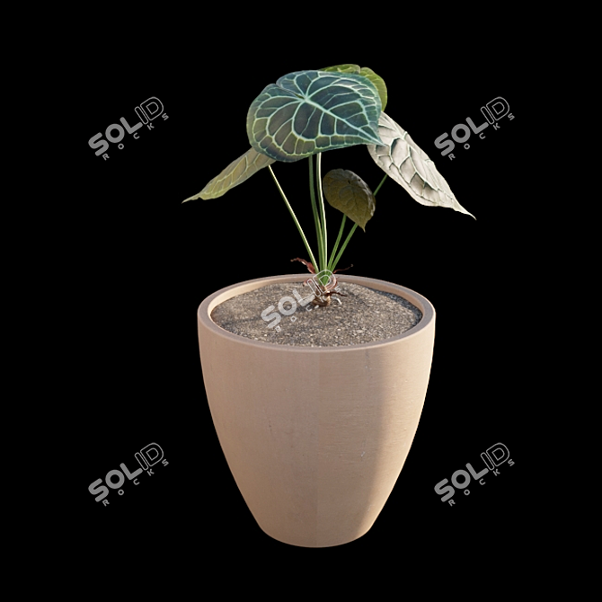 Exquisite Anthurium Clarinervium 3D model image 7