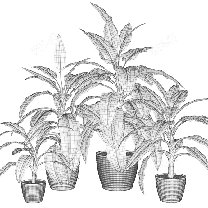 Spotted Dieffenbachia Assortment: Fresh Greenery for Your Home 3D model image 2