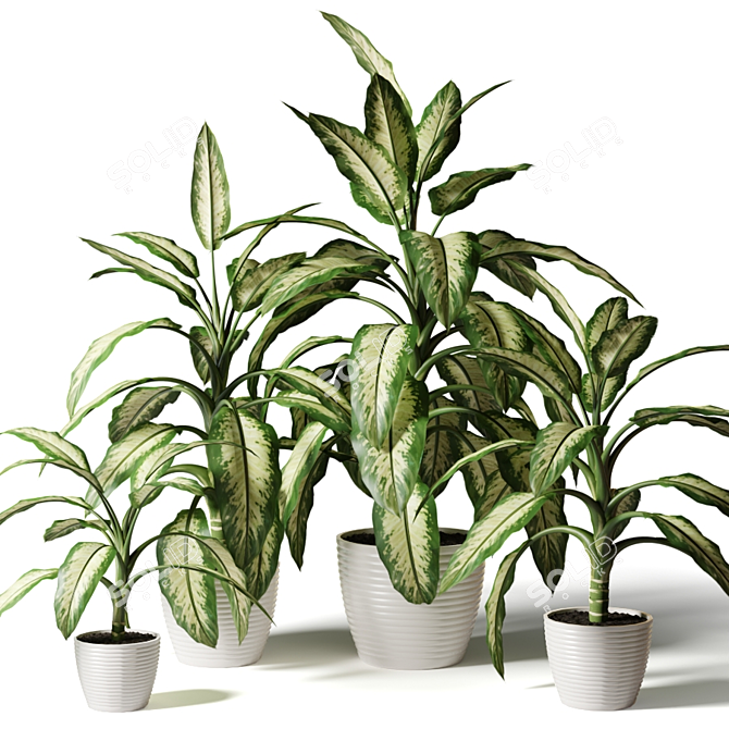 Spotted Dieffenbachia Assortment: Fresh Greenery for Your Home 3D model image 3