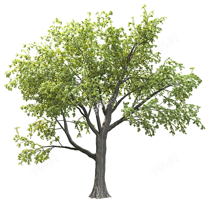 18m Corona Render Tree for Landscaping 3D model image 1