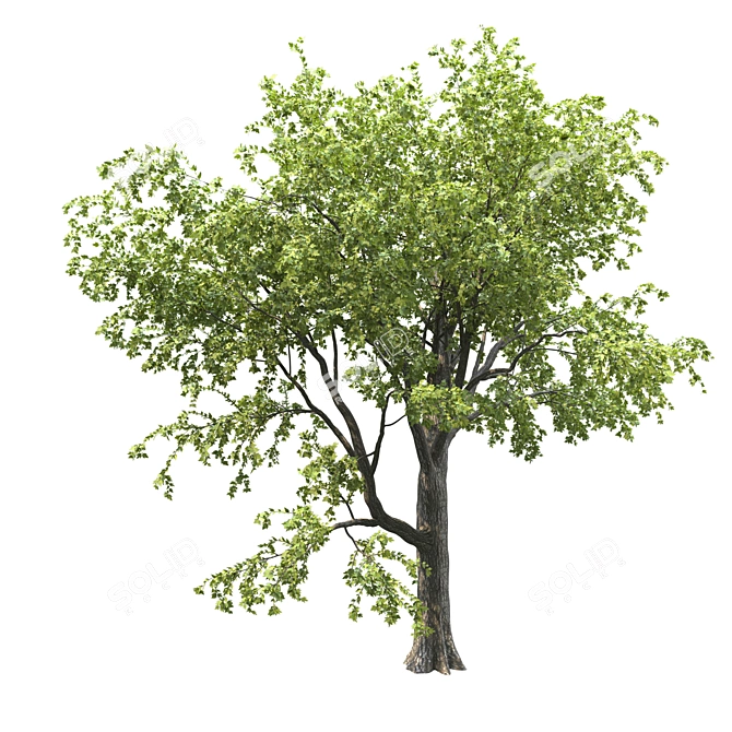 18m Corona Render Tree for Landscaping 3D model image 2