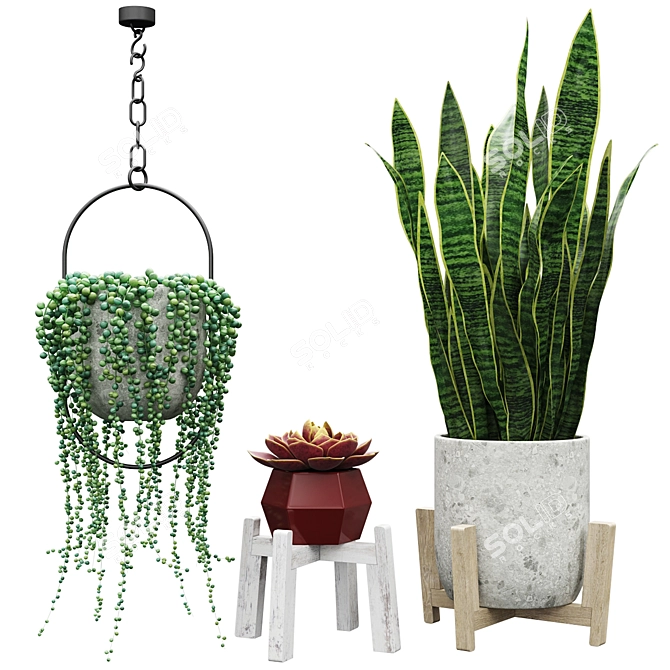 Indoor Plant Set: Senecio, Echeveria, Sansevieria 3D model image 1