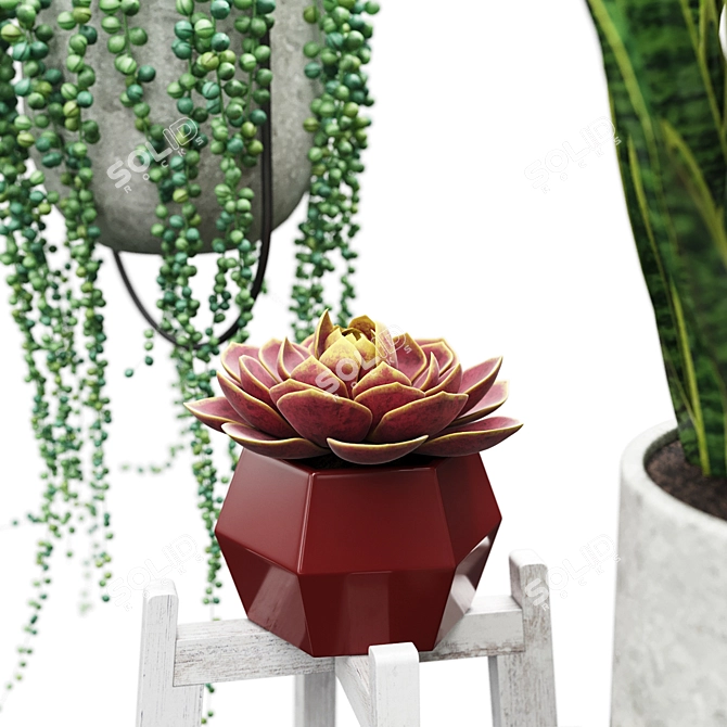 Indoor Plant Set: Senecio, Echeveria, Sansevieria 3D model image 2