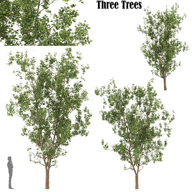 Terminalia Catappa Tree - 3 Sizes 3D model image 2