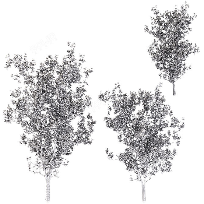 Terminalia Catappa Tree - 3 Sizes 3D model image 4