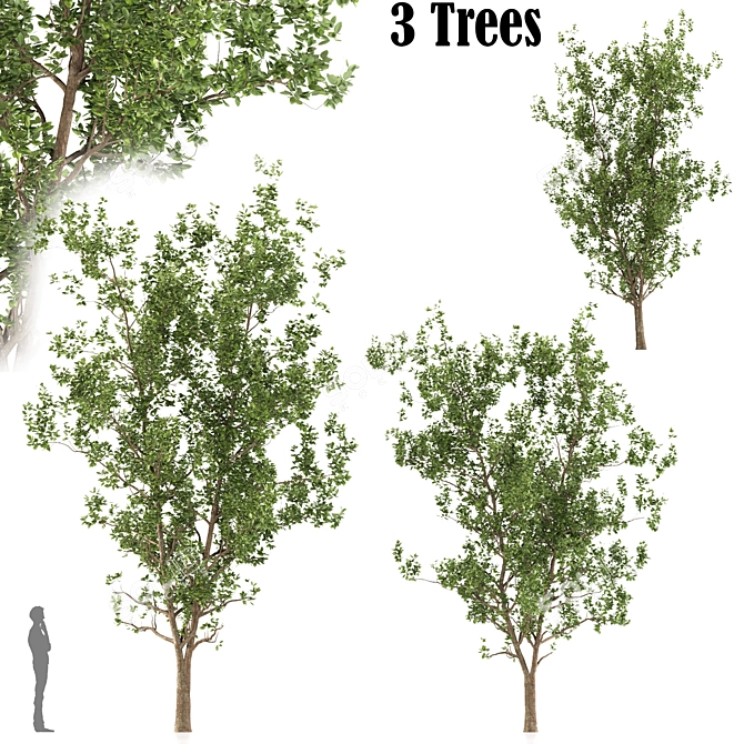 Terminalia Catappa Tree - 3 Sizes 3D model image 6