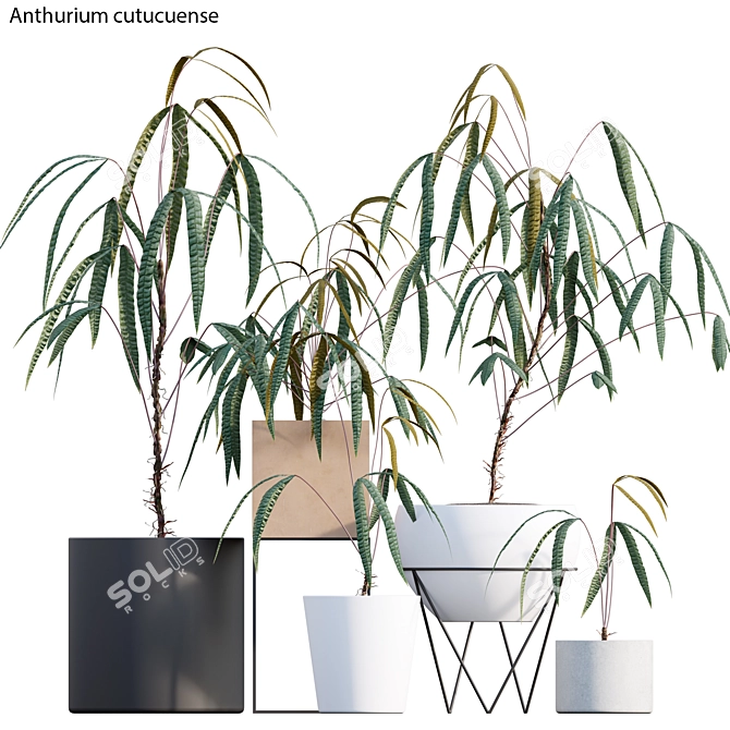 Anthurium Cutucuense 3D Models 3D model image 1