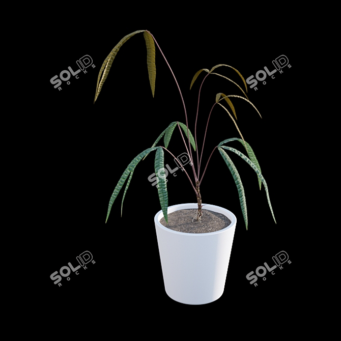 Anthurium Cutucuense 3D Models 3D model image 4